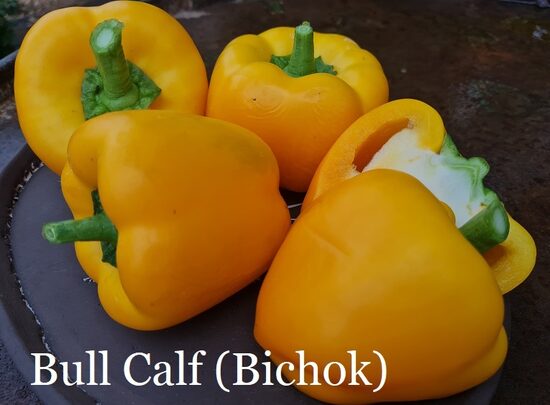 Bull Calf (Bichok) (paprikas stāds podiņā)